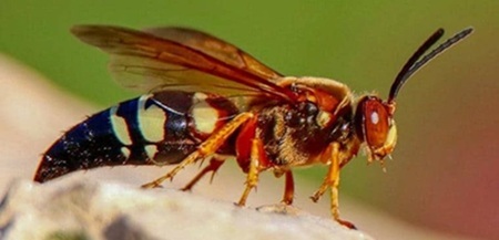 Eastern cicada-killer wasp