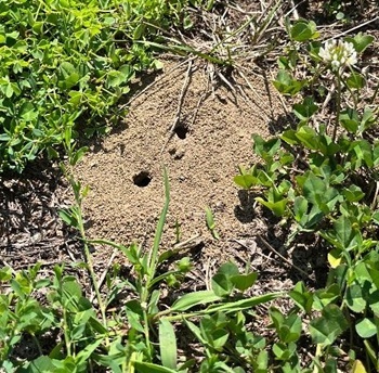 Periodical cicada emergence