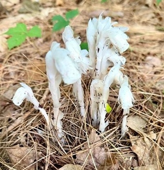 Indian pipe
