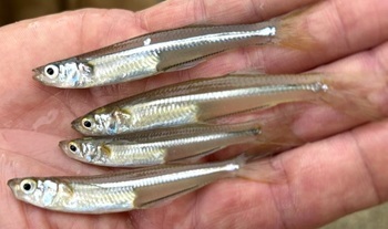Atlantic silverside