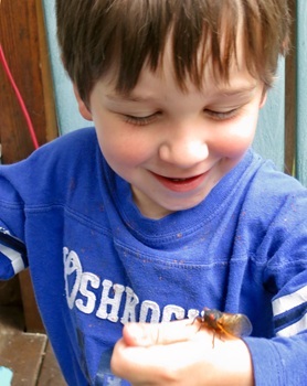 Periodical cicada