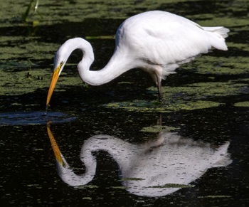 Great egret
