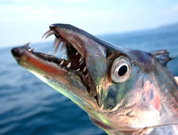 Atlantic cutlassfish