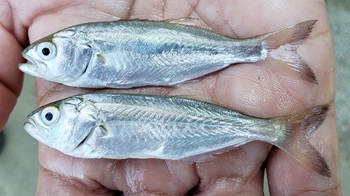 Bluefish
