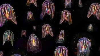 Combjellies
