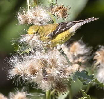 American goldfinch