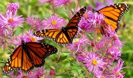 Monarch butterflies