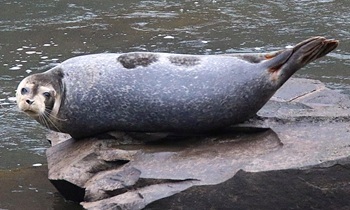 Harbor seal
