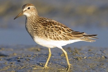 Pectoral sandpiper