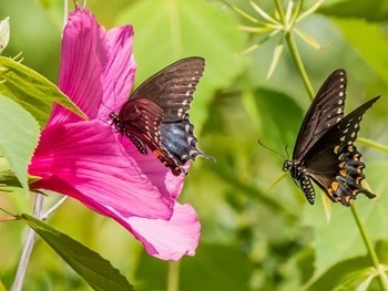 Spicebush butterflies