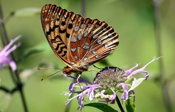 Great spangled fritillary