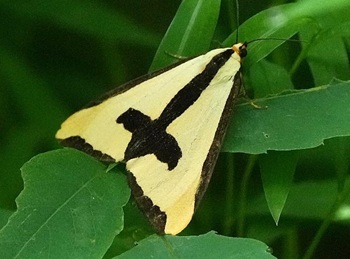 Clymene moth
