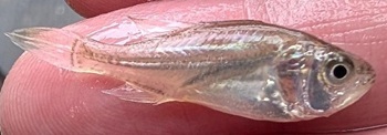 Silver perch