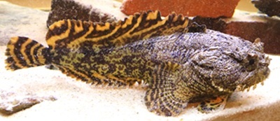 Oyster toadfish