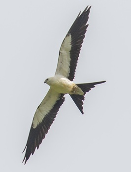 Swallow-tailed kite