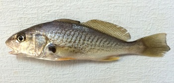 Atlantic croaker