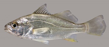 Silver perch