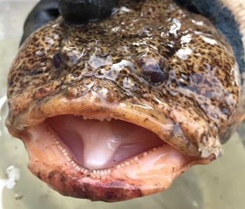 Oyster toadfish