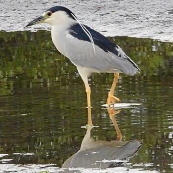 Black-crowned night heron