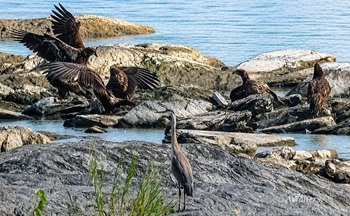 Bald eagles