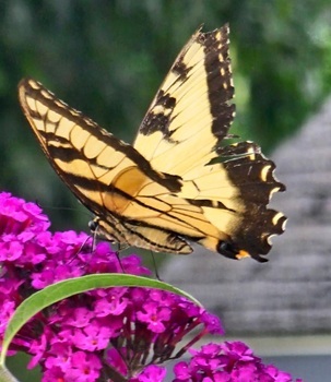 Tiger swallowtails