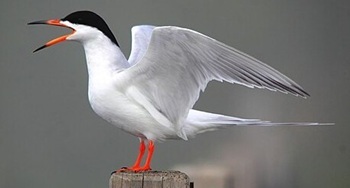 Foster's tern