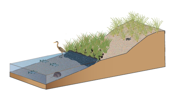 Natural Shorelines Diagram