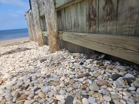 Diamondback Terrapin against hardened shoreline structure.