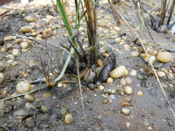 Ribbed mussels clustered around Spartina shoots at the demonstration project site