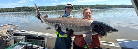 Atlantic sturgeon