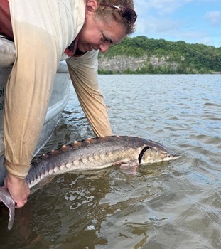 Atlantic sturgeon
