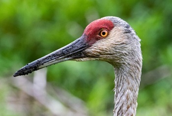 Sandhill crane