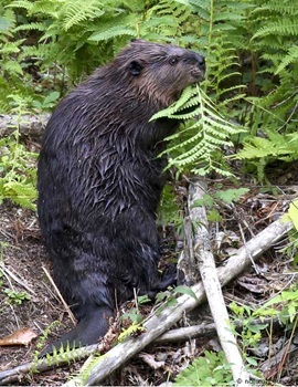 Beaver