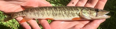 Redfin pickerel