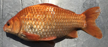 Goldfish