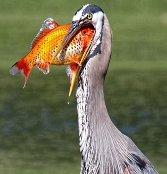 Goldfish with Great Blue Heron