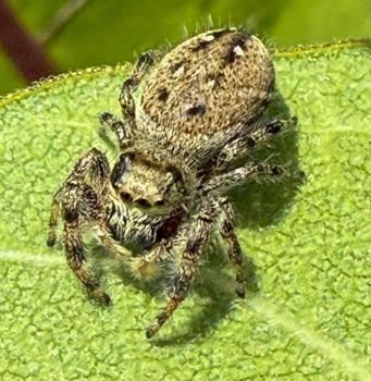 Jumping spider