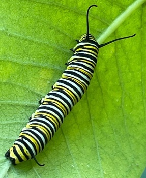 Caterpillar