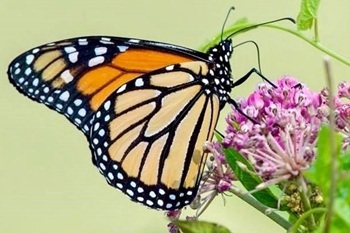 Monarch butterfly