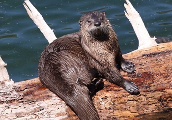 River otter