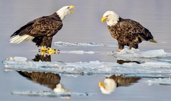 Bald eagles on ice
