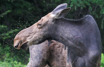 Moose