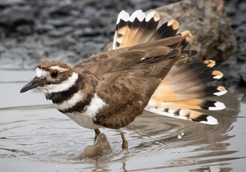 Killdeer