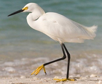 Snowy egret