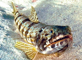 Inshore lizardfish