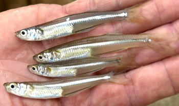 Atlantic silverside