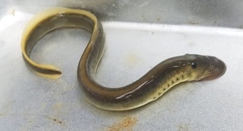 Silver lamprey
