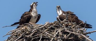Osprey