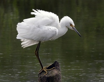Snowy egret
