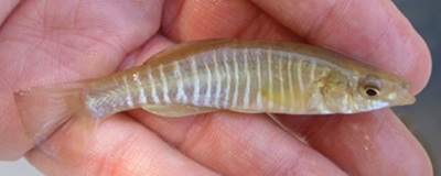 Banded killifish